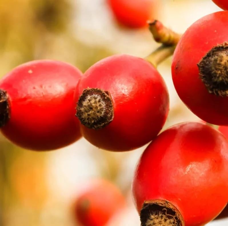 Amazon.com : Rosa Rugosa 'Alba' (White Rugosa Rose, Beach Rose